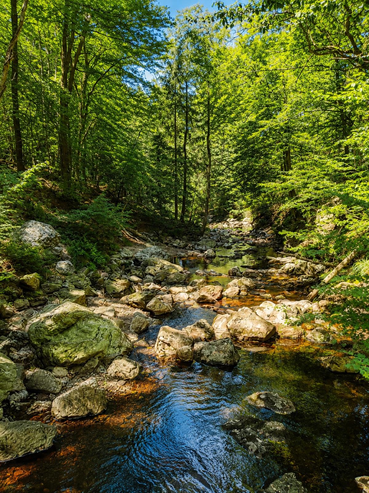 Rivière et forêt ardennaises près du gîte